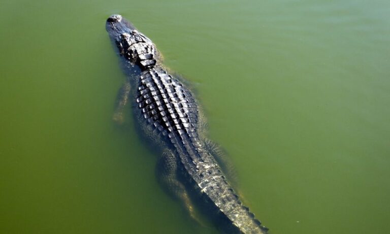 Where to see - and learn about - Hilton Head's unique wildlife