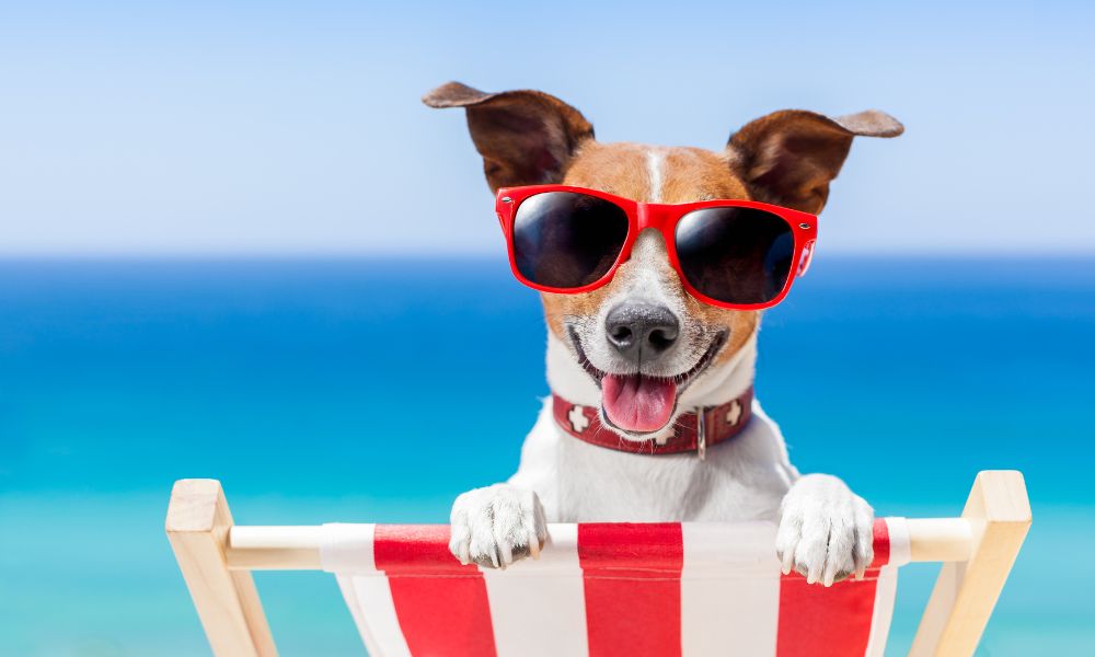 Jack Russell terrier wearing sunglasses on a beach chair with water in background