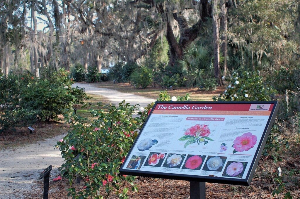 Camellia Garden at the Coastal Discovery Museum on Hilton Head